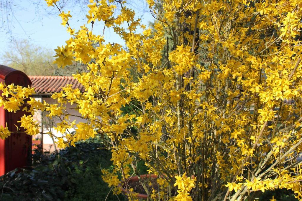La Selva Siena