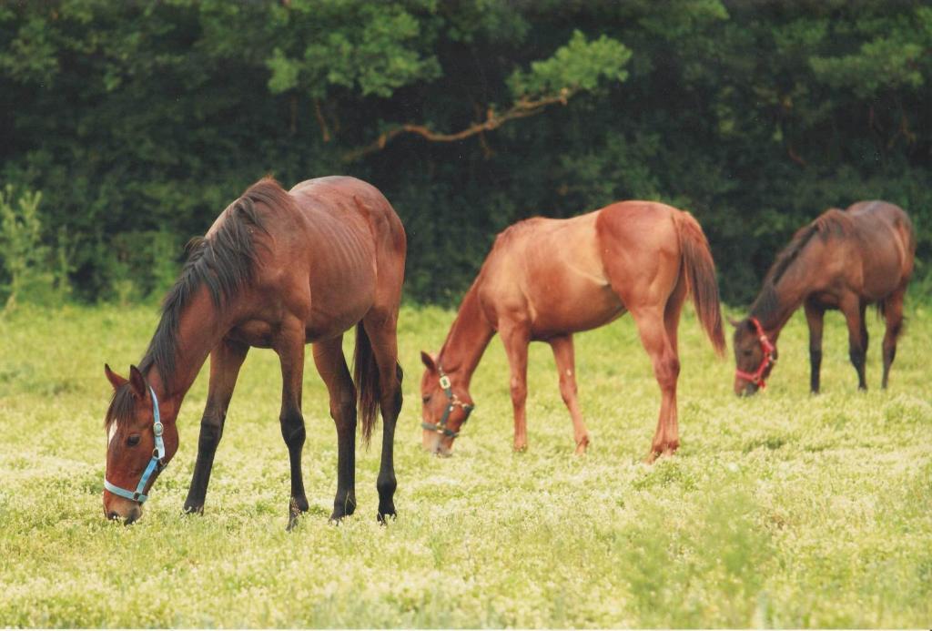 La Selva Farm stay